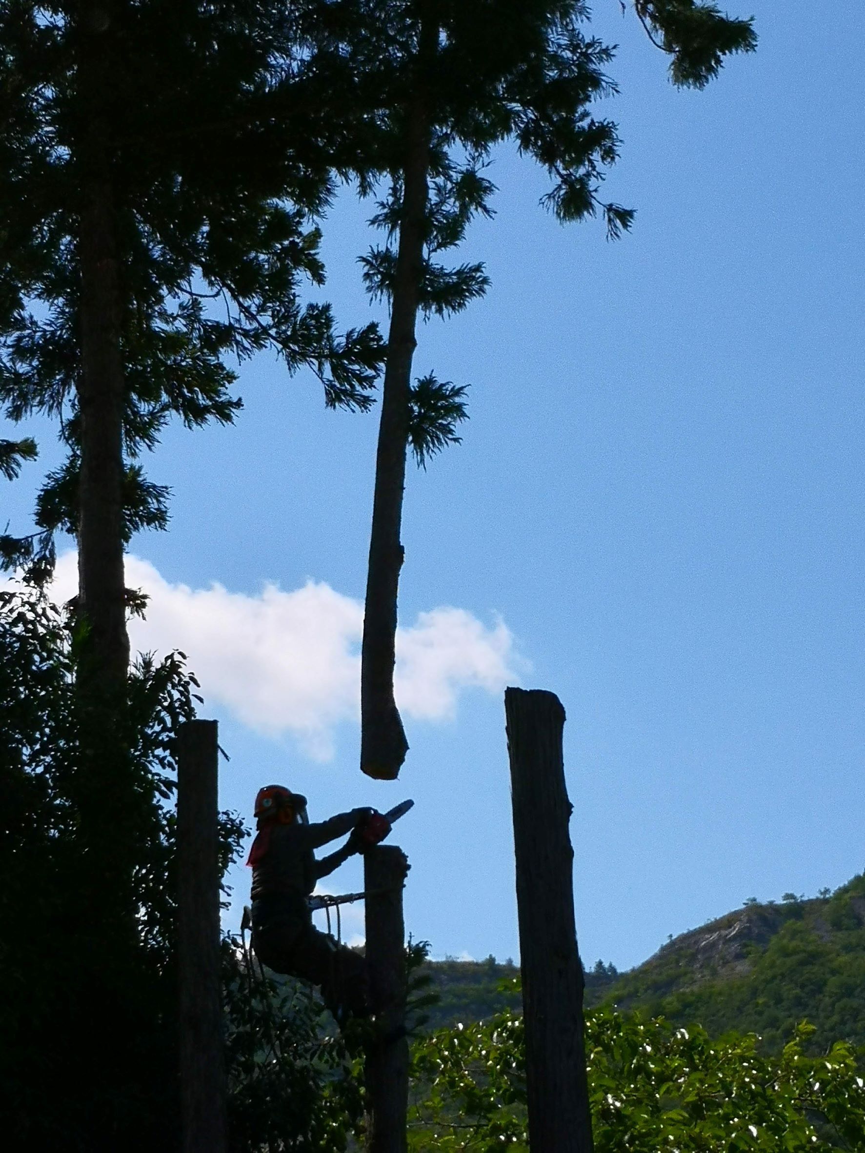 画像：植林事業